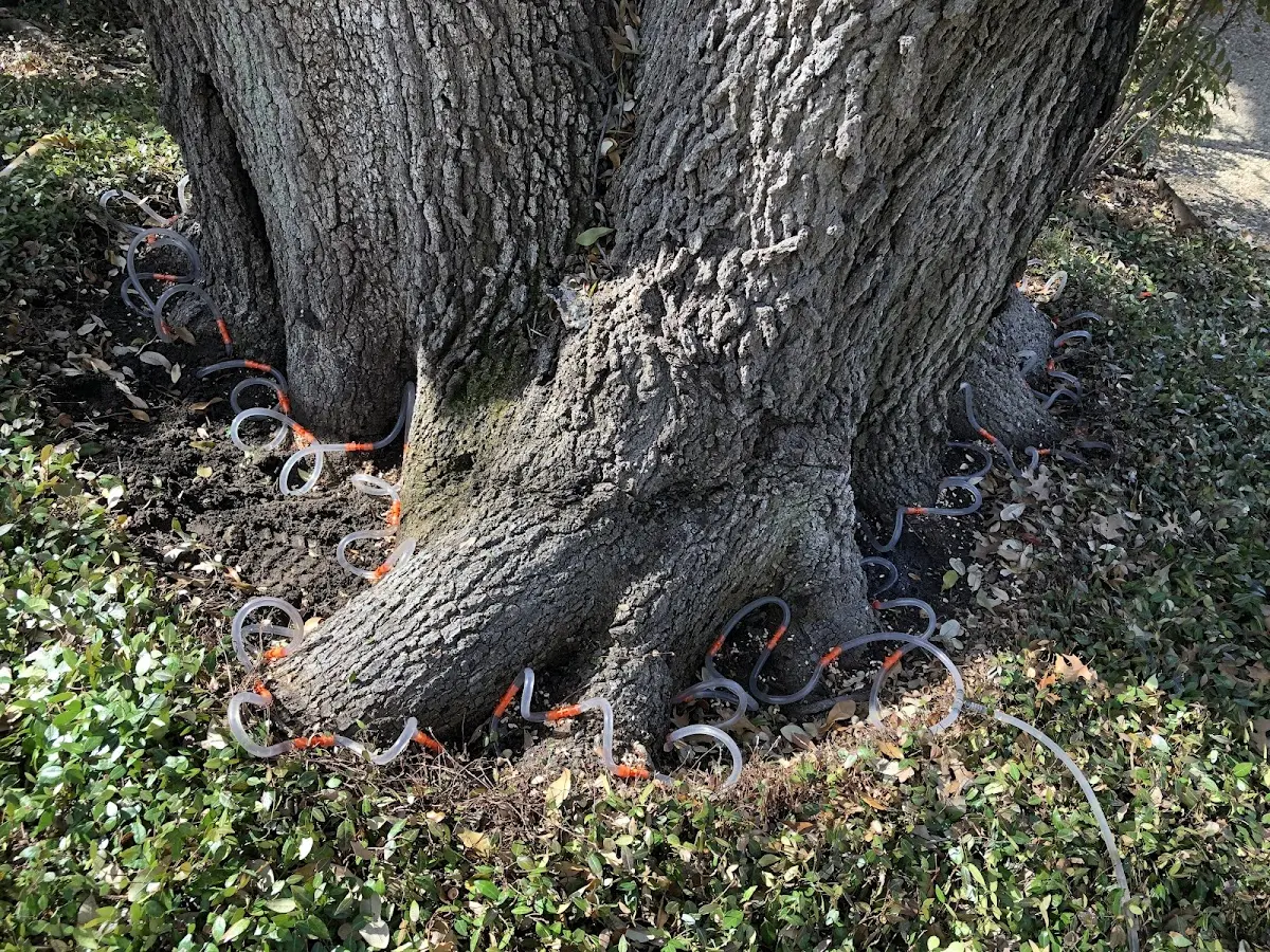 Detailed Tree Cabling and Bracing job site in Heilwood