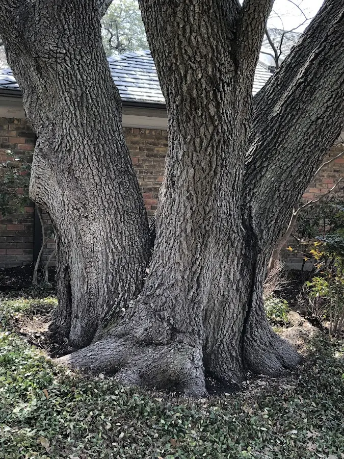 Mature heritage tree close to a Heilwood property cared for by certified arborists